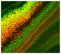 Frozen zebrafish retina section was stained with anti-Zpr3 followed by an AF543 secondary antibody and MBODEC and mounted with Fluoromount-G<sup>®</sup> (SB Cat. No. 0100-01).<br/>Image from Watanabe K, Nishimura Y, Oka T, Nomoto T, Kon T, Shintou T, et al. <i>In vivo</i> imaging of zebrafish retinal cells using fluorescent coumarin derivatives. BMC Neurosci. 2010;11:116. Figure 3(d)<br/>Reproduced under the Creative Commons license https://creativecommons.org/licenses/by/2.0/