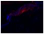 Frozen chicken skin tissue section was stained with Mouse Anti-Fibrillin-1-BIOT (SB Cat. No. 1405-08) followed by Streptavidin-CY3.5 (SB Cat. No. 7100-24) and DAPI.