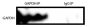 CEM/LAV-1 cell lysate was immunoprecipitated with anti-GAPDH or Goat IgG-UNLB (SB Cat. No. 0109-01).  Protein was resolved by electrophoresis, transferred to membrane, and probed with anti-GAPDH followed by a secondary antibody and chemiluminescent detection.<br/>Image from Kishimoto N, Onitsuka A, Kido K, Takamune N, Shoji S, Misumi S. Glyceraldehyde 3-phosphate dehydrogenase negatively regulates human immunodeficiency virus type 1 infection. Retrovirology. 2012;9:107. Figure 3(d)<br/>Reproduced under the Creative Commons license https://creativecommons.org/licenses/by/2.0/