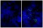 Frozen mouse lymph node section was stained with Goat IgG-FITC isotype control (SB Cat. No. 0109-02; left) and Goat Anti-Mouse IgM, Human ads-FITC (SB Cat. No. 1020-02; right) followed by DAPI.