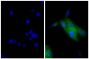 Human epithelial carcinoma cell line HEp-2 was stained with Mouse Anti-Human CD44-UNLB (SB Cat. No. 9400-01; right) followed by Goat Anti-Mouse IgG, Human ads-FITC (SB Cat. No. 1030-02) and DAPI.