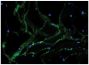 Frozen bovine muscle tissue section was stained with Mouse Anti-Fibrillin-UNLB (SB Cat. No. 1405-01) followed by Goat Anti-Mouse IgG<sub>1</sub>, Human ads-FITC (SB Cat. No. 1070-02) and DAPI.