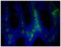 Paraffin embedded BALB/c mouse colon tissue section was stained with Goat Anti-Mouse IgA-FITC (SB Cat. No. 1040-02) followed by DAPI.