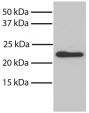 Total cell lysates from NIH/3T3 cells were resolved by electrophoresis, transferred to PVDF membrane, and probed with Mouse Anti-Bax-UNLB (SB Cat. No. 10060-01).  Proteins were visualized using Goat Anti-Mouse IgG, Human ads-HRP (SB Cat. No. 1030-05) secondary antibody and chemiluminescent detection.