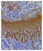 Paraffin embedded Col2a1-Cre;Nppcflox/flox mouse tibial growth plate section was stained with Goat Anti-Type II Collagen-UNLB (SB Cat. No. 1320-01) followed by an HRP secondary antibody and DAB.<br/>Image from Nakao K, Osawa K, Yasoda A, Yamanaka S, Fujii T, Kondo E, et al. The local CNP/GC-B system in growth plate is responsible for physiological endochondral bone growth. Sci Rep. 2015;5:10554. Figure 2(d)<br/>Reproduced under the Creative Commons license https://creativecommons.org/licenses/by/4.0/
