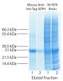 E. coli expressed His-tagged fusion protein was purified from equivalent amounts of the same sample using Mouse Anti-His-Tag-SEPH (SB Cat. No. 4603-25; left) and Ni-NTA resin (right).  Eluted fractions were concentrated and analyzed by SDS-PAGE.