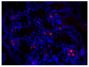 Paraffin embedded mouse small intestine tissue section was blocked with Normal Rabbit Serum (SB Cat. No. 0040-01) and stained with Goat Anti-Mouse IgA-UNLB (SB Cat. No. 1040-01) followed by Rabbit Anti-Goat IgG(H+L), Human SP ads-BIOT (SB Cat. No. 6164-08), Streptavidin-CY3 (SB Cat. No. 7100-12), DAPI, and mounted with Fluoromount-G<sup>®</sup> Anti-Fade (SB Cat. No. 0100-35).