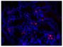 Paraffin embedded mouse small intestine tissue section was blocked with Normal Rabbit Serum (SB Cat. No. 0040-01) and stained with Goat Anti-Mouse IgA-UNLB (SB Cat. No. 1040-01) followed by Rabbit Anti-Goat IgG(H+L), Human SP ads-BIOT (SB Cat. No. 6164-08), Streptavidin-CY3 (SB Cat. No. 7100-12), DAPI, and mounted with Fluoromount-G<sup>®</sup> Anti-Fade (SB Cat. No. 0100-35).