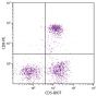 Feline peripheral blood lymphocytes were stained with Mouse Anti-Feline CD5-BIOT (SB Cat. No. 8100-08) and Mouse Anti-Feline CD8-PE (SB Cat. No. 8120-09) followed by Streptavidin-FITC (SB Cat. No. 7100-02).