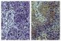 Paraffin embedded chicken spleen tissue was stained with Mouse Anti-Chicken CD3-UNLB (SB Cat. No. 8200-01; right) followed by Anti-Mouse IgG-HRP, DAB, and hematoxylin.