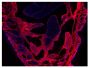 Frozen newborn mouse cartilage section was stained with Goat Anti-Type V Collagen-UNLB (SB Cat. No. 1350-01) followed by Donkey Anti-Goat IgG(H+L), Mouse/Rat SP ads-AF555 (SB Cat. No. 6420-32) and DAPI.