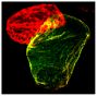 Zebrafish embryos were stained with anti-atrial myosin heavy chain and anti-sacromeric myosin heavy chain followed by Goat Anti-Mouse IgG<sub>1</sub>, Human ads-FITC (SB Cat. No. 1070-02) and Goat Anti-Mouse IgG<sub>2b</sub>, Human ads-TRITC (SB Cat. No. 1090-03) secondary antibodies.<br/>Image from Zhu D, Fang Y, Gao K, Shen J, Zhong TP, Li F. Vegfa impacts early myocardium development in zebrafish. Int J Mol Sci. 2017;18:444. Figure 4(g)<br/>Reproduced under the Creative Commons license https://creativecommons.org/licenses/by/4.0/