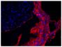 Frozen newborn mouse cartilage section was stained with Goat Anti-Type V Collagen-UNLB (SB Cat. No. 1350-01) followed by Donkey Anti-Goat IgG(H+L), Multi-Species SP ads-AF555 (SB Cat. No. 6425-32) and DAPI.