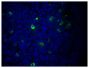 Paraffin embedded mouse lymph node section was stained with Goat F(ab')<sub>2</sub> Anti-Mouse IgM, Human ads-FITC (SB Cat. No. 1022-02) followed by DAPI.