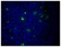Paraffin embedded mouse lymph node section was stained with Goat F(ab')<sub>2</sub> Anti-Mouse IgM, Human ads-FITC (SB Cat. No. 1022-02) followed by DAPI.