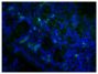 Paraffin embedded mouse small intestine tissue section was blocked with Normal Rabbit Serum (SB Cat. No. 0040-01) and stained with Goat Anti-Mouse IgA-UNLB (SB Cat. No. 1040-01) followed by Rabbit Anti-Goat IgG(H+L), Human SP ads-BIOT (SB Cat. No. 6164-08), Streptavidin-FITC (SB Cat. No. 7100-02), DAPI, and mounted with Fluoromount-G<sup>®</sup> Anti-Fade (SB Cat. No. 0100-35).