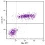 C57BL/6 mouse splenocytes were stained with Goat Anti-Mouse IgM-BIOT (SB Cat. No. 1021-08) and Rat Anti-Mouse CD19-PE (SB Cat. No. 1575-09) followed by Streptavidin-FITC (SB Cat. No. 7100-02).