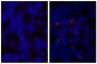 BALB/c mouse splenocytes were stained with Goat IgG-TXRD isotype control (SB Cat. No. 0109-07; left) and Goat Anti-Mouse IgM, Human ads-TXRD (SB Cat. No. 1020-07; right).