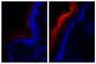 Frozen mouse skin tissue sections were stained with Mouse IgG<sub>1</sub>-BIOT (SB Cat. No. 0102-08; left) and Mouse Anti-Fibrillin-1-BIOT (SB Cat. No. 1405-08; right) followed by Streptavidin-CY3.5 (SB Cat. No. 7100-24) and DAPI.