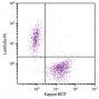 CD19+ human B-lymphocytes were stained with Goat F(ab')<sub>2</sub> Anti-Human Kappa-BIOT (SB Cat. 2062-08) and Goat F(ab')<sub>2</sub> Anti-Human Lambda, Mouse ads-PE (SB Cat. No. 2073-09) followed by Streptavidin-FITC (SB Cat. No. 7100-02).