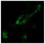 Infectious salmon anemia virus (ISAV) infected primary gill epithelial cells were stained with anti-ISAV haemagglutinin esterase followed by Goat Anti-Mouse Ig, Human ads-FITC (SB Cat. No. 1010-02).<br/>Image from Weli SC, Aamelfot M, Dale OB, Koppang EO, Falk K. Infectious salmon anaemia virus infection of Atlantic salmon gill epithelial cells. Virol J. 2013;10:5. Figure 4(a)<br/>Reproduced under the Creative Commons license https://creativecommons.org/licenses/by/2.0/