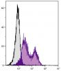 C57BL/6 mouse bone marrow cells were stained with Rat Anti-Mouse CD49e-UNLB (SB Cat. No. 1695-01) followed by Goat Anti-Rat IgG(H+L), Mouse ads-PE (SB Cat. No. 3050-09).