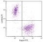 CD19+ human B-lymphocytes were stained with Goat Anti-Human Kappa-FITC (SB Cat. 2060-02) and Goat F(ab')<sub>2</sub> Anti-Human Lambda, Mouse ads-PE (SB Cat. No. 2073-09).