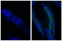 Frozen chicken intestinal tissue section was stained with Goat IgG-FITC isotype control (SB Cat. No. 0109-02; left) and Goat Anti-Type I Collagen-FITC (SB Cat. No. 1310-02; right) followed by DAPI.