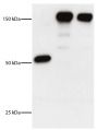 Lane 1 - DEC Monoclonal Antibody<br/>Lane 2 - DEC-HER2 Monoclonal Antibody<br/>Lane 3 - Control Ig-HER2 Monoclonal Antibody<br/>HER2 extracellular domain was cloned in frame into the COOH terminus of anti-DEC (DEC-HER2).  DEC, DEC-HER2, and control mouse IgG were resolved by electrophoresis, transferred to membrane, and probed with Goat Anti-Mouse IgG<sub>1</sub>, Human ads-HRP (SB Cat. No. 1070-05) and chemiluminescent detection.<br/>Image from Wang B, Zaidi N, He L, Zhang L, Kuroiwa JM, Keler T, et al. Targeting of the non-mutated tumor antigen HER2/neu to mature dendritic cells induces an integrated immune response that protects against breast cancer in mice. Breast Cancer Res. 2012;14:R39. Figure 1(b)<br/>Reproduced under the Creative Commons license https://creativecommons.org/licenses/by/2.0/