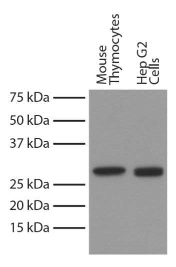 Mouse Anti-Bcl-xL-UNLB (2H12)