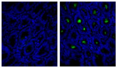 Frozen mouse intestine section was stained with Rat IgG<sub>1</sub>-UNLB isotype control (SB Cat. No. 0116-01; left) and Rat Anti-Mouse IgA-UNLB (SB Cat. No. 1165-01; right) followed by Mouse Anti-Rat IgG<sub>1</sub>-FITC (SB Cat. No. 3060-02) and DAPI.