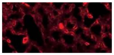 Frozen section of TEPC 1165 cell line pellet was stained with Goat Anti-Mouse Kappa-TXRD (SB Cat. No. 1050-07).<br/>Image from Wang H, Owens JD, Shih JH, Li M, Bonner RF, Mushinski JF. Histological staining methods preparatory to laser capture microdissection significantly affect the integrity of the cellular RNA. BMC Genomics. 2006;7:97. Figure 1(d)<br/>Reproduced under the Creative Commons license https://creativecommons.org/licenses/by/2.0/