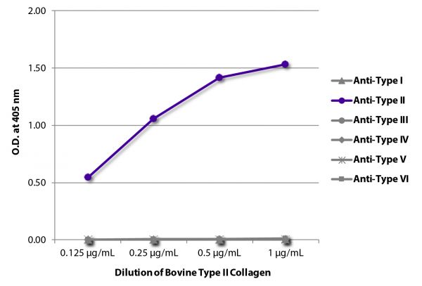 ELISA plate was coated with serially diluted Bovine Type II Collagen (SB Cat. No. 1220-02). Purified collagen was detected with Goat Anti-Type I Collagen-BIOT (SB Cat. No. 1310-08), Goat Anti-Type II Collagen-BIOT (SB Cat. No. 1320-08), Goat Anti-Type III Collagen-BIOT (SB Cat. No. 1330-08), Goat Anti-Type IV Collagen-BIOT (SB Cat. No. 1340-08), Goat Anti-Type V Collagen-BIOT (SB Cat. No. 1350-08), and Goat Anti-Type VI Collagen-BIOT (SB Cat. No. 1360-08) followed by Streptavidin-HRP (SB Cat. No. 7100-05).