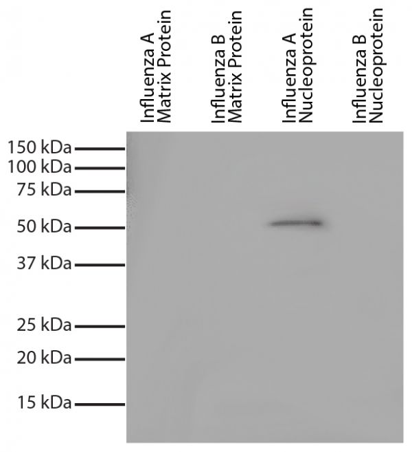 Recombinant influenza proteins were resolved by electrophoresis, transferred to PVDF membrane, and probed with Mouse Anti-Influenza A, Nucleoprotein-UNLB (SB Cat. No. 10770-01).  Proteins were visualized using Goat Anti-Mouse IgG, Human ads-HRP (SB Cat. No. 1030-05) and chemiluminescent detection.