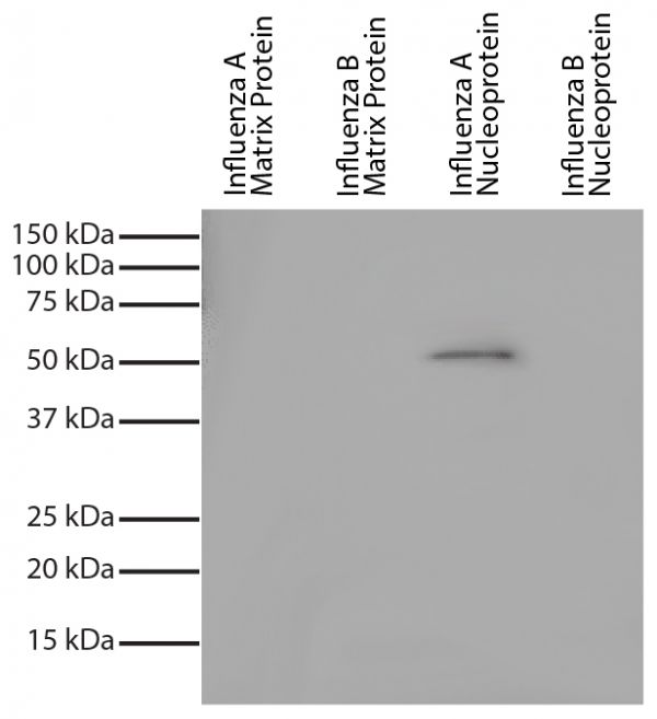 Recombinant influenza proteins were resolved by electrophoresis, transferred to PVDF membrane, and probed with Mouse Anti-Influenza A, Nucleoprotein-UNLB (SB Cat. No. 10770-01). Proteins were visualized using Goat Anti-Mouse IgG, Human ads-HRP (SB Cat. No. 1030-05) and chemiluminescent detection.