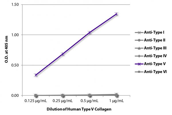 ELISA plate was coated with serially diluted Human Type V Collagen (SB Cat. No. 1270-01). Purified collagen was detected with Goat Anti-Type I Collagen-BIOT (SB Cat. No. 1310-08), Goat Anti-Type II Collagen-BIOT (SB Cat. No. 1320-08), Goat Anti-Type III Collagen-BIOT (SB Cat. No. 1330-08), Goat Anti-Type IV Collagen-BIOT (SB Cat. No. 1340-08), Goat Anti-Type V Collagen-BIOT (SB Cat. No. 1350-08), and Goat Anti-Type VI Collagen-BIOT (SB Cat. No. 1360-08) followed by Streptavidin-HRP (SB Cat. No. 7100-05).