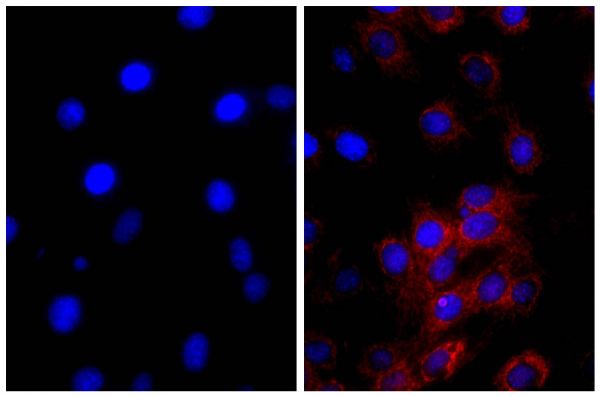 NIH/Swiss mouse fibroblast cell line 3T3 was stained with Rat Anti-β-Actin-UNLB (right) followed by Donkey Anti-Rat IgG(H+L), Mouse SP ads-AF555 (SB Cat. No. 6430-32) and DAPI.