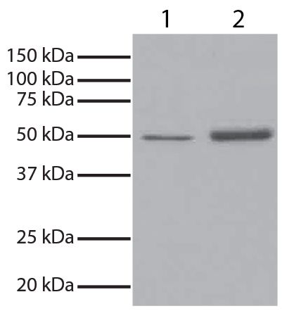 GSK3α was immunoprecipitated from total cell lysates from Jurkat cells with Mouse Anti-GSK-3α-UNLB (SB Cat. No. 10910-01). Total cell lysates from Jurkat cells (Lane 1) and immunoprecipitate (Lane 2) were resolved by electrophoresis, transferred to PVDF membrane, and probed with Mouse Anti-GSK-3α-HRP (SB Cat. No. 10905-05). Proteins were visualized using chemiluminescent detection.