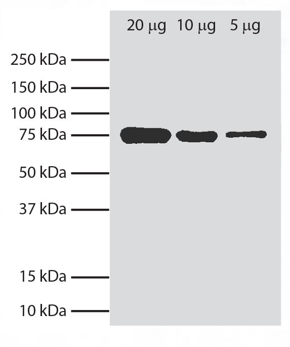 Total cell lysates from Ag8.653 cells were resolved by electrophoresis, transferred to PVDF membrane, and probed with Rat Anti-Mouse BiP-UNLB (SB Cat. No. 1775-01).  Proteins were visualized using Goat Anti-Rat Ig, Mouse ads-HRP (SB Cat. No. 3010-05) secondary antibody and chemiluminescent detection.