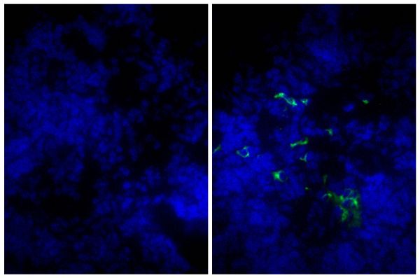Frozen mouse lymph node section was stained with Goat IgG-FITC isotype control (SB Cat. No. 0109-02; left) and Goat Anti-Mouse IgM, Human ads-FITC (SB Cat. No. 1020-02; right) followed by DAPI.
