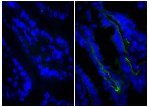 Frozen BALB/c mouse intestine tissue was stained with Rat IgG<sub>2a</sub>-UNLB isotype control (SB Cat. No. 0117-01; left) and Rat Anti-Mouse CD104-UNLB (SB Cat. No. 1855-01; right) followed by Goat Anti-Rat IgG(H+L), Mouse ads-BIOT (SB Cat. No. 3050-08), Streptavidin-FITC (SB Cat. No. 7100-02), and DAPI.