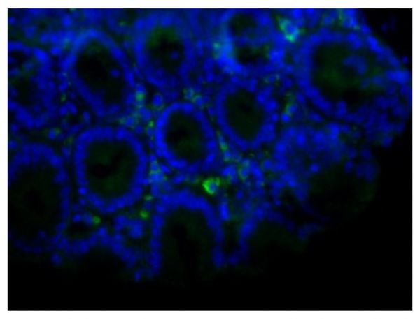 Paraffin embedded mouse small intestine tissue section was blocked with Normal Rabbit Serum (SB Cat. No. 0040-01) and stained with Rat Anti-Mouse IgA-UNLB (SB Cat. No. 1165-01) followed by Rabbit Anti-Rat IgG(H+L), Human ads-BIOT (SB Cat. No. 6185-08), Streptavidin-FITC (SB Cat. No. 7100-02), DAPI, and mounted with Fluoromount-G<sup>®</sup> Anti-Fade (SB Cat. No. 0100-35).