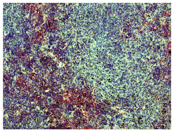 Paraffin embedded mouse spleen section was stained with Goat F(ab')<sub>2</sub> Anti-Mouse Kappa-UNLB (SB Cat. No. 1052-01) followed by Donkey Anti-Goat IgG(H+L), Mouse/Rat SP ads-AP (SB Cat. No. 6420-04), Red AP, and hematoxylin.