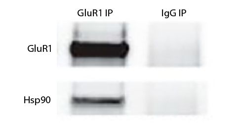 Tissue lysate from rTgFKBP5 double transgenic mouse hippocampus was pre-cleared with Mouse IgG-UNLB (SB Cat. No. 0107-01) and immunoprecipitated with anti-GluR1 or Rabbit IgG-UNLB (SB Cat. No. 0111-01). Protein was resolved by electrophoresis, transferred to membrane, and probed with anti-GluR1 or anti-HSP90 followed by Goat Anti-Rabbit IgG(H+L), Mouse/Human ads-BIOT (SB Cat. No. 4050-08), Goat Anti-Mouse IgG, Human ads-HRP (SB Cat. No. 1030-05), an HRP conjugated biotin binding protein, and chemiluminescent detection.<br/>Image from Blair LJ, Criado-Marrero M, Zheng D, Wang X, Kamath S, Nordhues BA, et al. The disease-associated chaperone FKBP51 impairs cognitive function by accelerating AMPA receptor recycling. eNeuro. 2019;6:e0242-18.2019. Figure 8(c)<br/>Reproduced under the Creative Commons license https://creativecommons.org/licenses/by/4.0/