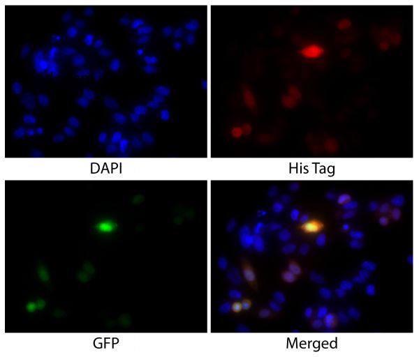 CHO-K1 cells transfected with GFP - N-terminal 6X His-tag were stained with Mouse Anti-His-Tag-BIOT (SB Cat. No. 4603-08) followed by Streptavidin-CY3 (SB Cat. No. 7100-12) and DAPI.