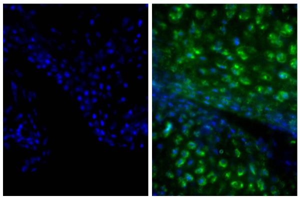 Frozen newborn mouse cartilage section was stained with Goat Anti-Type II Collagen-UNLB (SB Cat. No. 1320-01; right) followed by Donkey Anti-Goat IgG(H+L), Multi-Species SP ads-BIOT (SB Cat. No. 6425-08), Streptavidin-FITC (SB Cat. No. 7100-02), and DAPI.