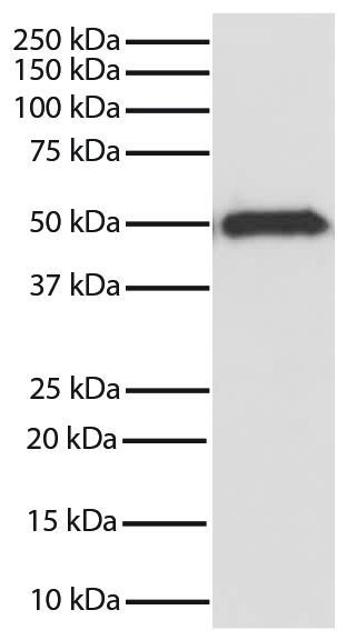GSK3β was immunoprecipitated from total cell lysates from Jurkat cells with Mouse Anti-GSK-3β-SEPH (SB Cat. No. 10915-25).  Immunoprecipitate was resolved by electrophoresis, transferred to PVDF membrane, and probed with Mouse Anti-GSK-3β-HRP (SB Cat. No. 10920-05).  Proteins were visualized using  chemiluminescent detection.