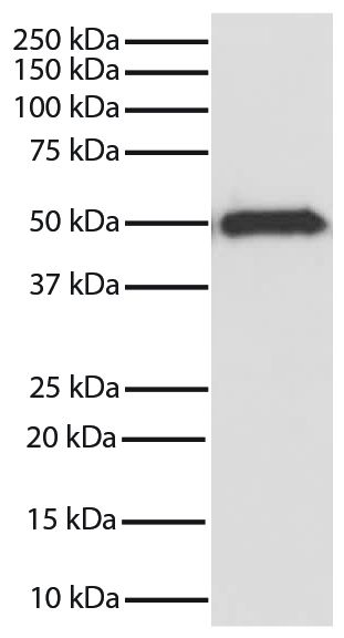 GSK3β was immunoprecipitated from total cell lysates from Jurkat cells with Mouse Anti-GSK-3β-SEPH (SB Cat. No. 10915-25). Immunoprecipitate was resolved by electrophoresis, transferred to PVDF membrane, and probed with Mouse Anti-GSK-3β-HRP (SB Cat. No. 10920-05). Proteins were visualized using chemiluminescent detection.
