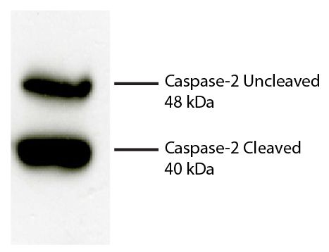 Total cell lysates from Jurkat cells were incubated with Rabbit Anti-Human DR5-UNLB (SB Cat. No. 6600-01), resolved by electrophoresis, transferred to PVDF membrane, and probed with Rat Anti-Human Caspase-2-UNLB (SB Cat. No. 17100-01).  Proteins were visualized using Goat Anti-Rat IgM-HRP (SB Cat. No. 3020-05) secondary antibody and chemiluminescent detection.