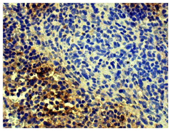 Paraffin embedded mouse spleen section was stained with Goat F(ab')<sub>2</sub> Anti-Mouse Kappa-HRP (SB Cat. No. 1052-05) followed by DAB and hematoxylin.